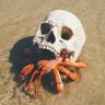Profile picture for Crabcake