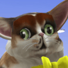 Profile picture for kittykit125