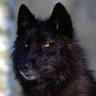 Profile picture for Blackwolfster