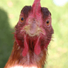 Profile picture for itsSuperchiken