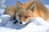Profile picture for TheFoxChannel
