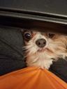 Profile picture for boobasseur