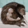 Profile picture for Kiwi_Hedgehog