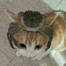 Profile picture for reeddacted