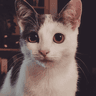 Profile picture for dustyoldcupboard