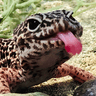 Profile picture for Geckooooo