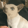 Profile picture for PupTort