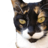 Profile picture for Merwoc